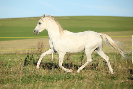 Amazing arabian stallion running on meadowの写真素材