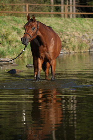 Amazing brown arabian horse standing in the waterの写真素材
