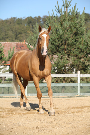 Amazing palomino czech warmblood with blond hair running aloneの写真素材