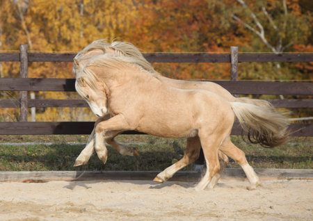 Two amazing palomino stallions playing together in autumn, welsh mountain pony and welsh pony of cob typeの写真素材
