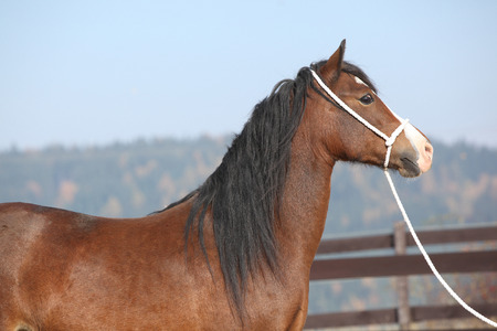 Portrait of beautiful welsh cob mare with halterの写真素材