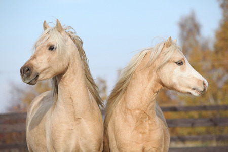 Two beautiful welsh stallions together in autumnの写真素材