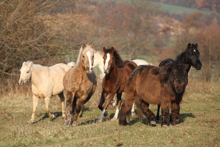 Batch of horses standing on autumn pasturage togetherの写真素材