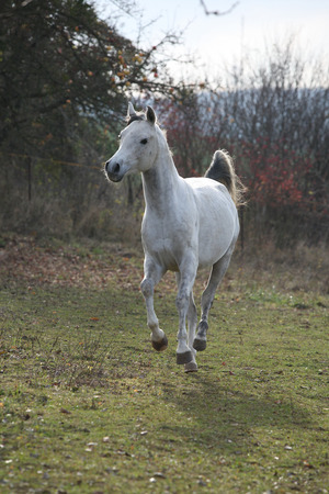 White arabian stallion running alone in autumnの写真素材