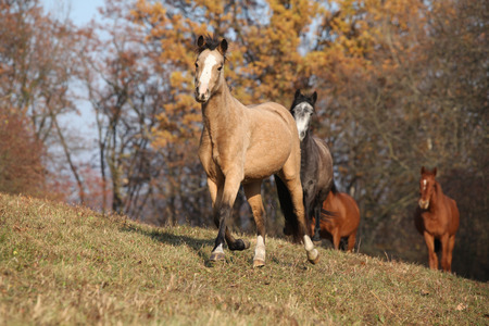Batch of horses running in autumn togetherの写真素材