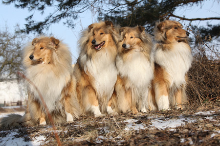 Group of scotch collies sitting together in the forestの写真素材