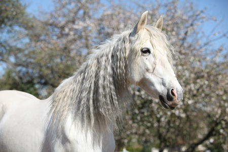 Portrait of beautiful white andalusian mare in springの写真素材