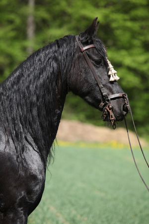 Black friesian mare standing with bridle in springの写真素材