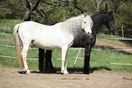 White andalusian horse with black friesian horse in springの写真素材