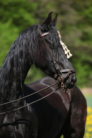 Black friesian mare standing with bridle in springの写真素材