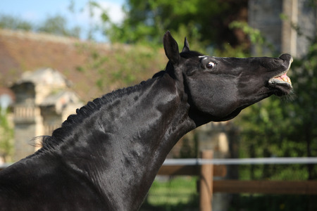 Flehming stallion of dutch warmblood in paddockの写真素材