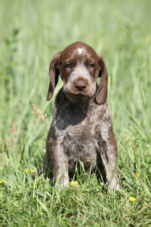 Beautiful puppy od German Shorthaired Pointer in natureの写真素材