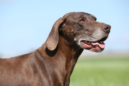 Beautiful bitch of German Shorthaired Pointer in nature