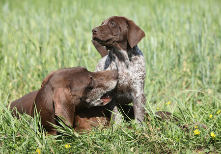 Amazing bitch playing with its puppies in natureの写真素材