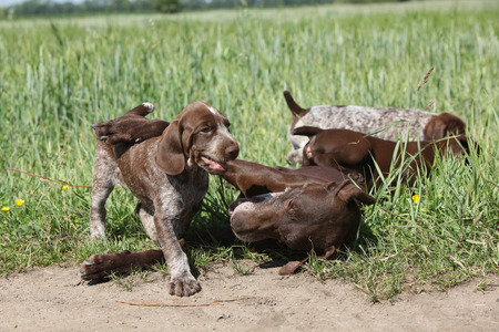 Amazing bitch playing with its puppies in natureの写真素材