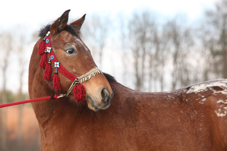Portrait of beautiful brown horse with red showhalterの写真素材