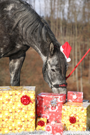 Amazing grey horse with christmas hat and gifts outsideの写真素材