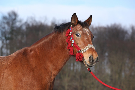 Portrait of beautiful brown horse with red showhalterの写真素材