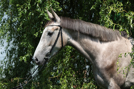 Beautiful grey horse standing alone in natureの写真素材