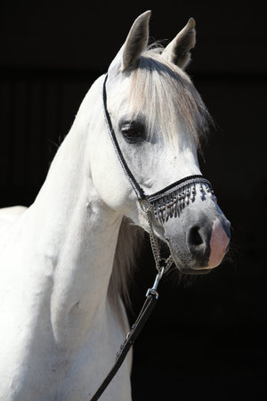 Amazing white shagya arab isolated on black backgroundの写真素材