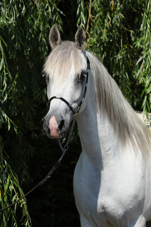 Potrait of amazing white shagya arab in natureの写真素材