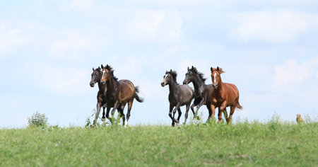 Beautiful herd of horses running together on pasturage