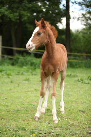 Portrait of amazing chestnut foal standing on pasturageの写真素材