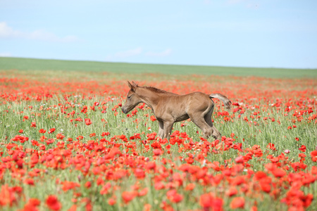 Amazing arabian foal running alone in red poppy fieldの写真素材