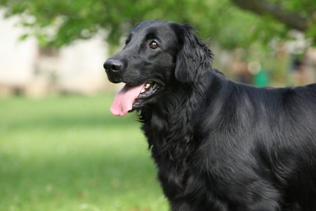 Amazing Flat coated retriever standing in the gardenの写真素材