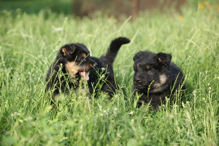 Nice Bohemian shepherd puppies playing in the gardenの写真素材