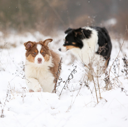 Potrait of Amazing Australian shepherd in winterの素材 [FY31069788790]