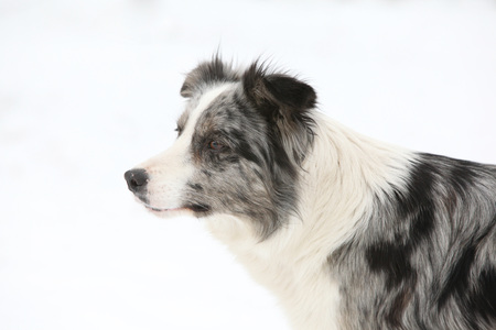 Potrait of amazing border collie in winterの写真素材