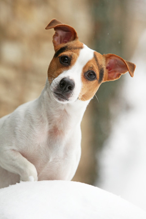 Portrait of Jack russell terrier in winterの写真素材