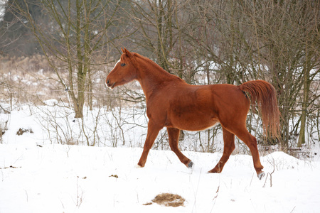 Nice chestnut horse running on the snow in winterの写真素材