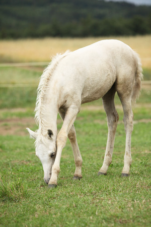 Amazing welsh part-bred foal on pasturageの写真素材
