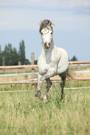 Amazing pony moving on pasturage in summerの写真素材