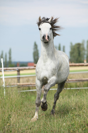 Amazing pony moving on pasturage in summerの写真素材