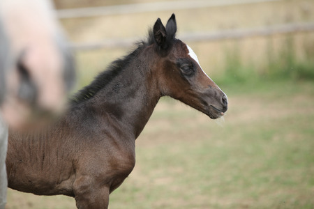 Nice foal standing on pasturage in summerの写真素材