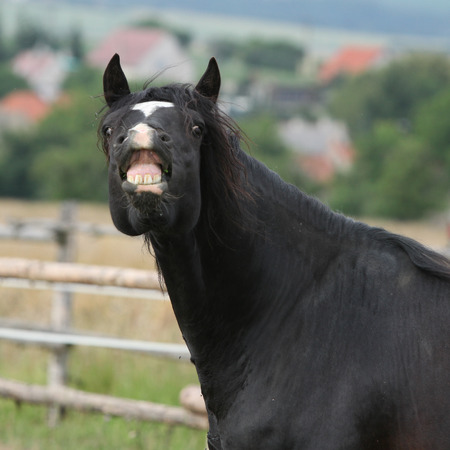 Amazing black welsh part bred stallion on pasturageの写真素材
