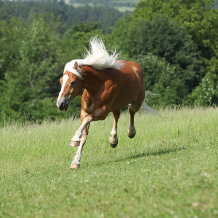 Amazing haflinger jumping on pasturage in summerの写真素材