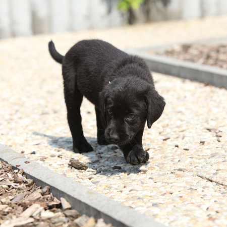 Amazing black labrador puppy moving on stone pathの写真素材