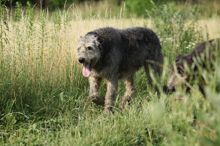 Beautiful Irish wolfhound running in summer natureの写真素材