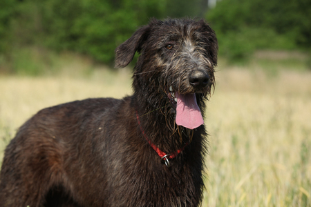 Amazing irish wolfhound in summer, standing aloneの写真素材