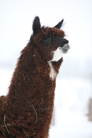 Portrait of adorable llama alpaca looking in winterの写真素材