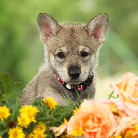 Portrait of Saarloos Wolfhound puppy with flowerの写真素材
