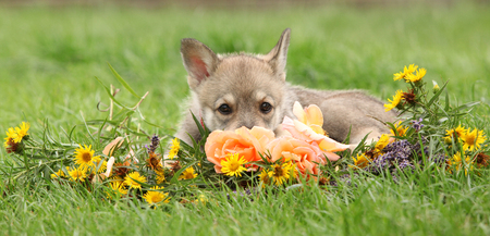 Portrait of Saarloos Wolfhound puppy with flowerの写真素材