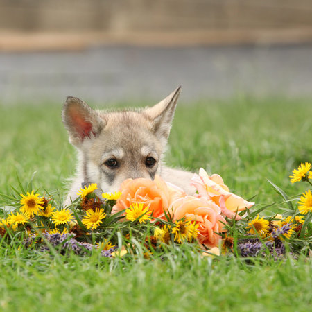 Portrait of Saarloos Wolfhound puppy with flower