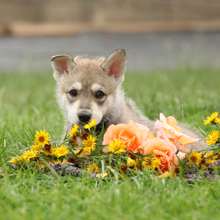 Portrait of Saarloos Wolfhound puppy with flowerの写真素材