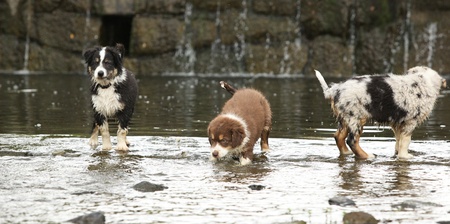 Adorable puppies of australian shepherd moving together in waterの写真素材