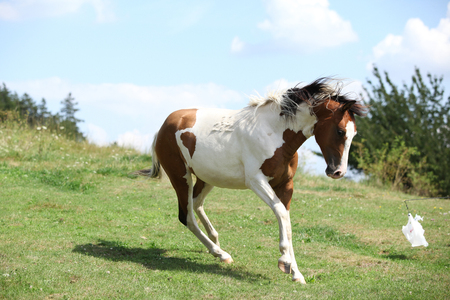 Nice horse running on pasturage in summerの写真素材